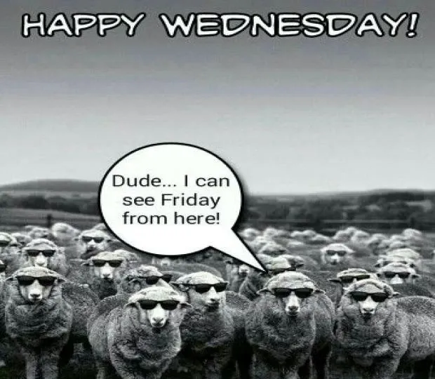 50 Funny Wednesday Quotes & Hump Day Memes To Get You Through The Rest Of This Week