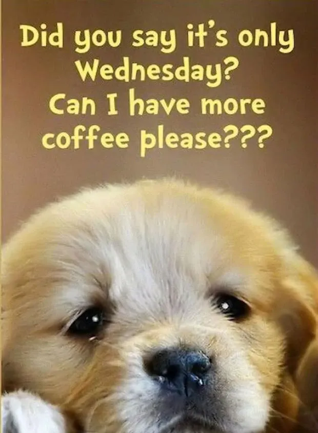 50 Funny Wednesday Quotes & Hump Day Memes To Get You Through The Rest Of This Week