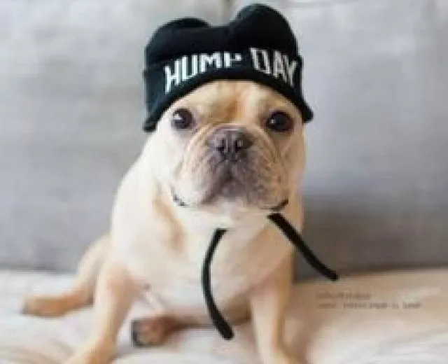 50 Funny Wednesday Quotes & Hump Day Memes To Get You Through The Rest Of This Week