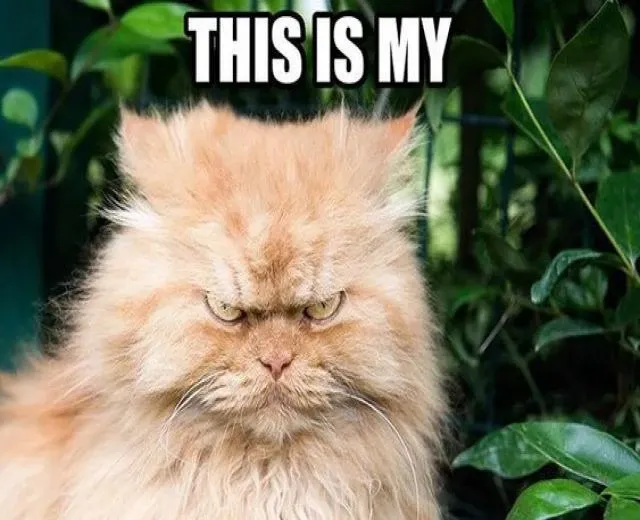 50 Funny Wednesday Quotes & Hump Day Memes To Get You Through The Rest Of This Week