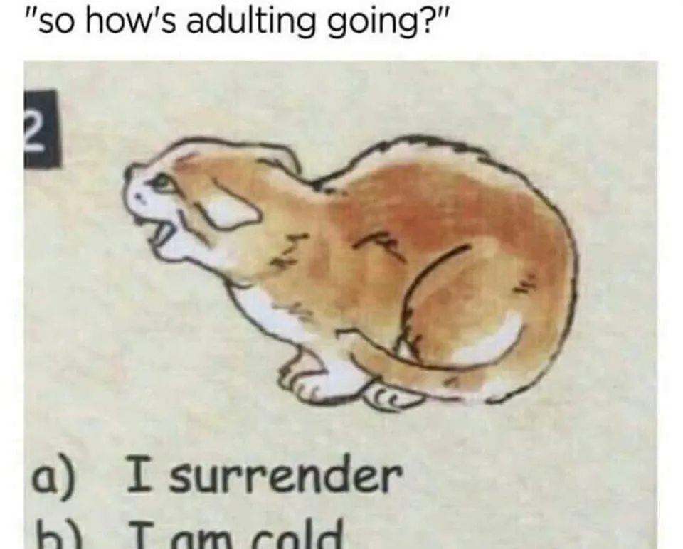 funny adulting memes