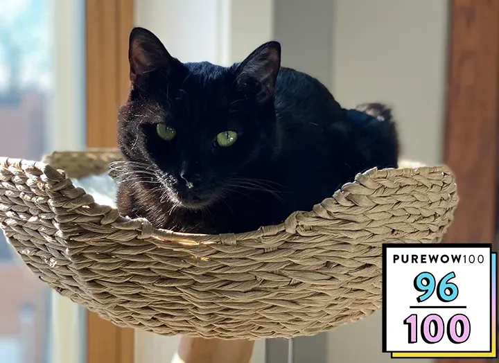 Dieser Mau -Katzenbaum ist der minimalistische, moderne Katzenturm, den ich (und meine Kätzchen) gesucht habe