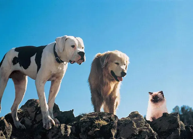pets from homeward bound the incredible journey' title='The 83 Best Family Movies of All Time