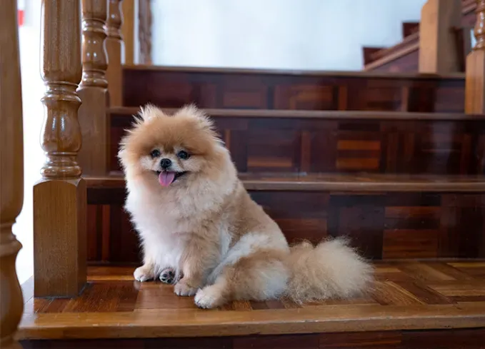 smallest dog breeds pomeranian' fetchpriority='auto' title='The 25 Smallest Dog Breeds for Apartments Easy Airplane Travel and Cuteness Galore