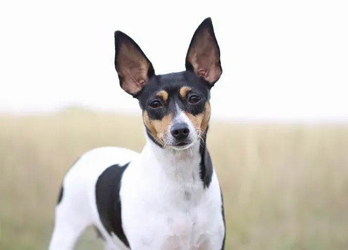 smallest dog breeds toy fox terrier' fetchpriority='auto' title='The 25 Smallest Dog Breeds for Apartments Easy Airplane Travel and Cuteness Galore