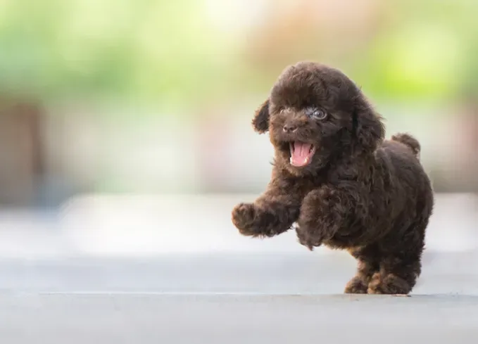 smallest dog breeds toy poodle' fetchpriority='auto' title='The 25 Smallest Dog Breeds for Apartments Easy Airplane Travel and Cuteness Galore