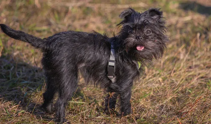 Small dog breed Affenpinscher on walk outside' fetchpriority='auto' title='The 25 Smallest Dog Breeds for Apartments Easy Airplane Travel and Cuteness Galore