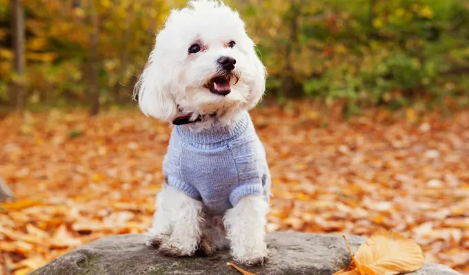 Small dog breed bichon frise in a blue sweater on fall leaves' fetchpriority='auto' title='The 25 Smallest Dog Breeds for Apartments Easy Airplane Travel and Cuteness Galore