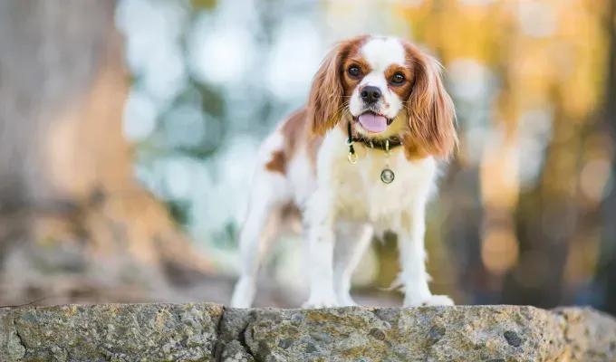 smallest dog breeds english toy spaniel' fetchpriority='auto' title='The 25 Smallest Dog Breeds for Apartments Easy Airplane Travel and Cuteness Galore