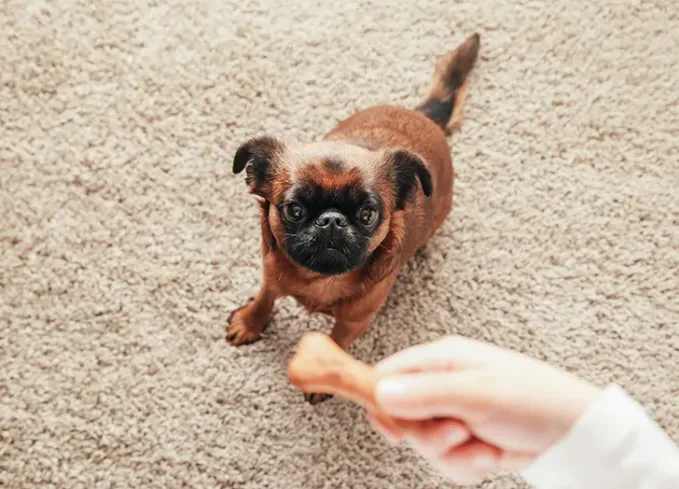 smallest dog breeds brussels griffon' fetchpriority='auto' title='The 25 Smallest Dog Breeds for Apartments Easy Airplane Travel and Cuteness Galore