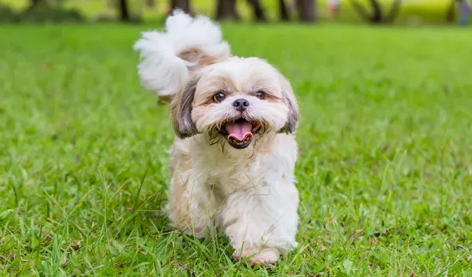 smallest-dog-breeds: a shih tzu running around' fetchpriority='auto' title='The 25 Smallest Dog Breeds for Apartments Easy Airplane Travel and Cuteness Galore