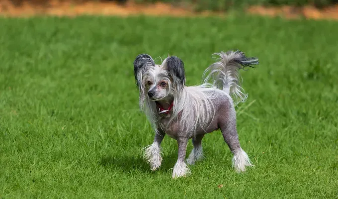 smallest-dog-breeds: a chinese crested playing at a dog park' fetchpriority='auto' title='The 25 Smallest Dog Breeds for Apartments Easy Airplane Travel and Cuteness Galore