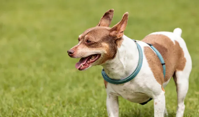 smallest-dog-breeds: a rat terrier playing at a park' fetchpriority='auto' title='The 25 Smallest Dog Breeds for Apartments Easy Airplane Travel and Cuteness Galore