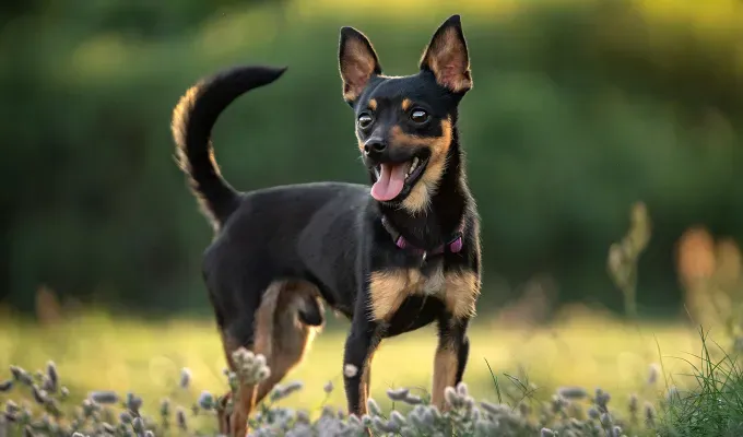 smallest-dog-breeds: a mini pinscher standing on a meadow' fetchpriority='auto' title='The 25 Smallest Dog Breeds for Apartments Easy Airplane Travel and Cuteness Galore