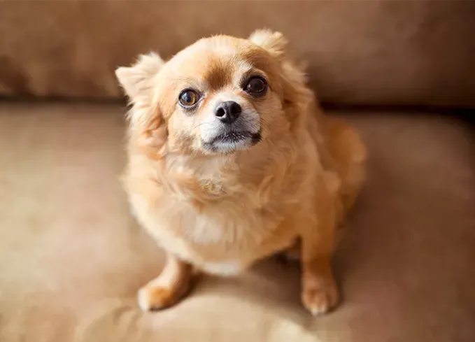 smallest dog breeds chihuahua' fetchpriority='auto' title='The 25 Smallest Dog Breeds for Apartments Easy Airplane Travel and Cuteness Galore