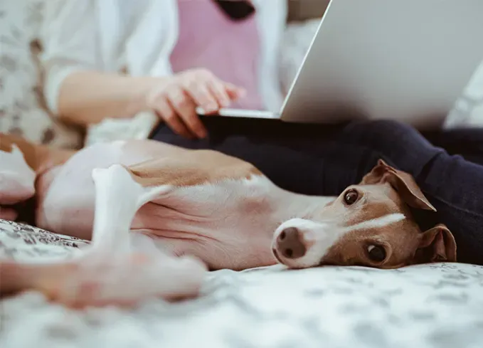 smallest dog breeds italian greyhound' fetchpriority='auto' title='The 25 Smallest Dog Breeds for Apartments Easy Airplane Travel and Cuteness Galore