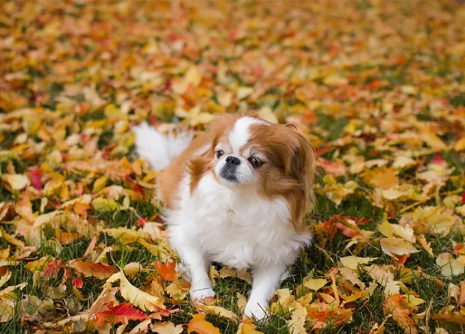 smallest dog breeds japanese chin' fetchpriority='auto' title='The 25 Smallest Dog Breeds for Apartments Easy Airplane Travel and Cuteness Galore