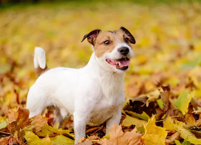 smallest dog breeds japanese terrier' fetchpriority='auto' title='The 25 Smallest Dog Breeds for Apartments Easy Airplane Travel and Cuteness Galore
