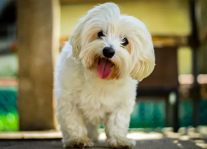 smallest dog breeds maltese' fetchpriority='auto' title='The 25 Smallest Dog Breeds for Apartments Easy Airplane Travel and Cuteness Galore