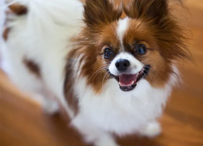 smallest dog breeds papillion' fetchpriority='auto' title='The 25 Smallest Dog Breeds for Apartments Easy Airplane Travel and Cuteness Galore