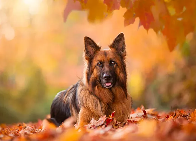 big dog breeds german shepherd' fetchpriority='auto' title='21 Big Dog Breeds That Are Basically Giant Teddy Bears