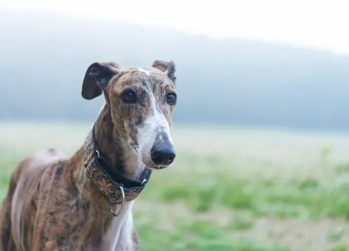 big dog breeds greyhound' fetchpriority='auto' title='21 Big Dog Breeds That Are Basically Giant Teddy Bears