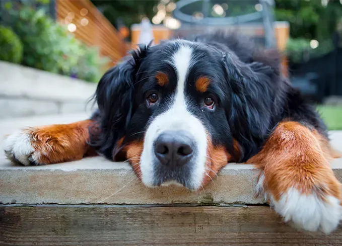big dog breeds bernese mountain dog' fetchpriority='auto' title='21 Big Dog Breeds That Are Basically Giant Teddy Bears