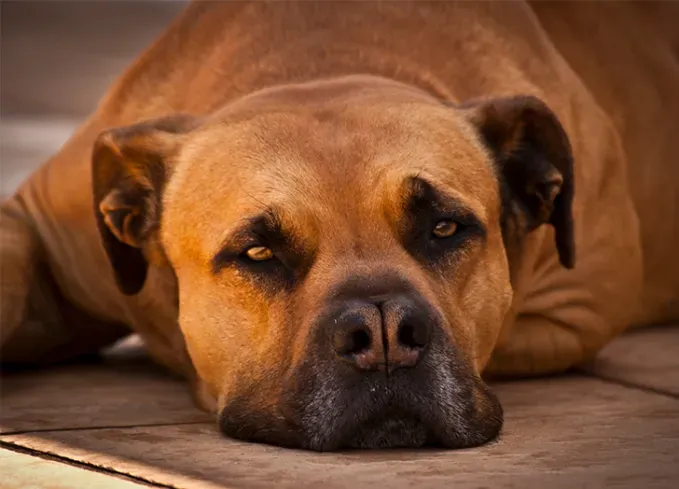 big dog breeds boerboel' fetchpriority='auto' title='21 Big Dog Breeds That Are Basically Giant Teddy Bears