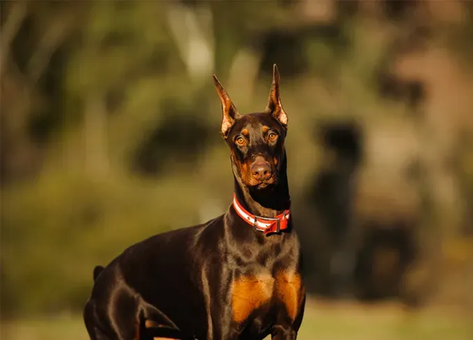 big dog breeds doberman' fetchpriority='auto' title='21 Big Dog Breeds That Are Basically Giant Teddy Bears