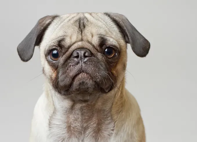 low maintenance dog breeds pug' fetchpriority='auto' title='27 Low-Maintenance Dog Breeds for First Time Owners