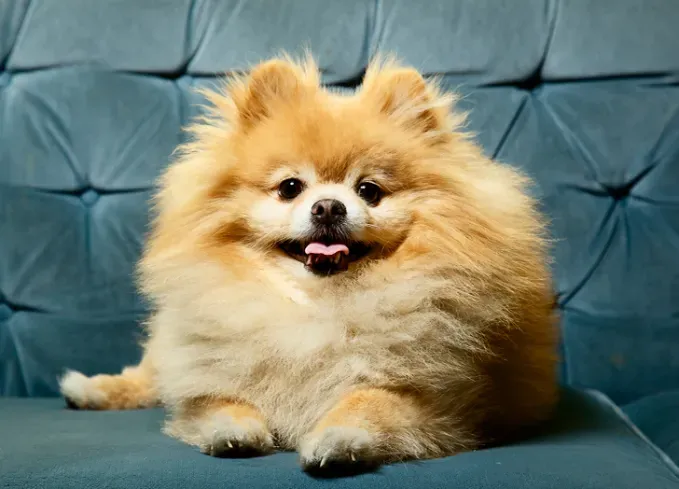 low maintenance dog breeds pomeranian' fetchpriority='auto' title='27 Low-Maintenance Dog Breeds for First Time Owners
