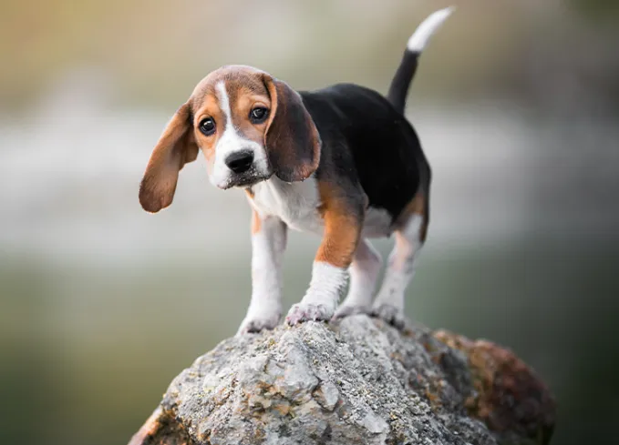 low maintenance dog breeds beagle' fetchpriority='auto' title='27 Low-Maintenance Dog Breeds for First Time Owners
