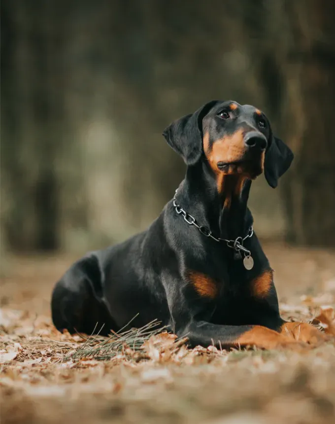 low maintenance dog breeds doberman' fetchpriority='auto' title='27 Low-Maintenance Dog Breeds for First Time Owners