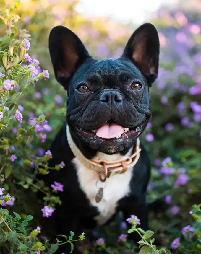 low maintenance dog breeds french bulldog' fetchpriority='auto' title='27 Low-Maintenance Dog Breeds for First Time Owners