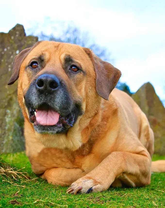 low maintenance dog breeds bull mastiff' fetchpriority='auto' title='27 Low-Maintenance Dog Breeds for First Time Owners