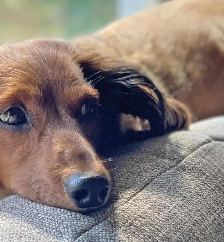 27 pasme z nizkim vzdrževanjem za lastnike prvič