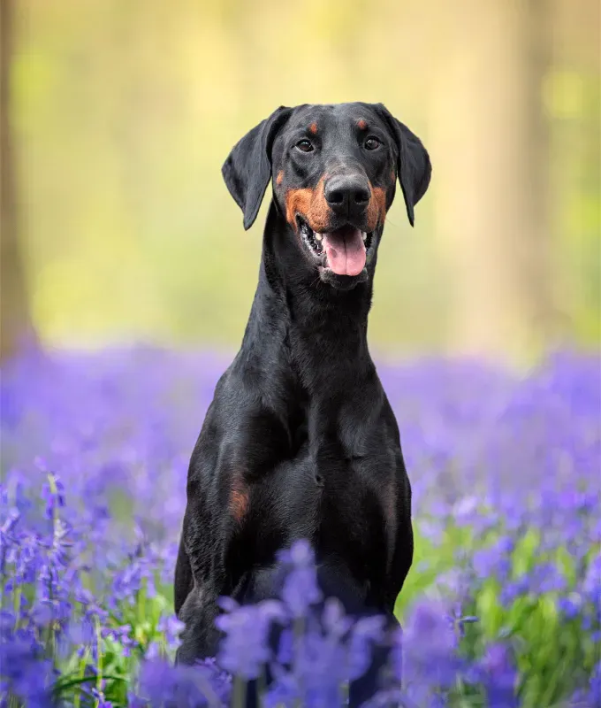 most-popular-dog-breeds: A Doberman Pinscher with unpinned ears smiles at the camera while sitting in a field of purple flowers.' fetchpriority='auto' title='These Are the Most Popular Dog Breeds in the U.S.
