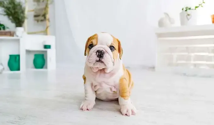 most-popular-dog-breeds:' fetchpriority='auto' title='These Are the Most Popular Dog Breeds in the U.S.