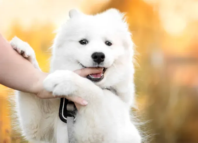 russian dog breeds samoyed' fetchpriority='auto' title='15 Russian Dog Breeds That Will Have You Booking a Flight to Siberia