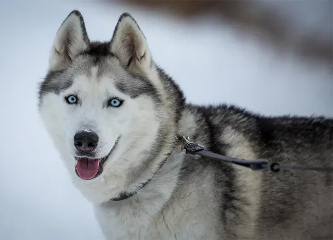 russian dog breeds siberian husky' fetchpriority='auto' title='15 Russian Dog Breeds That Will Have You Booking a Flight to Siberia