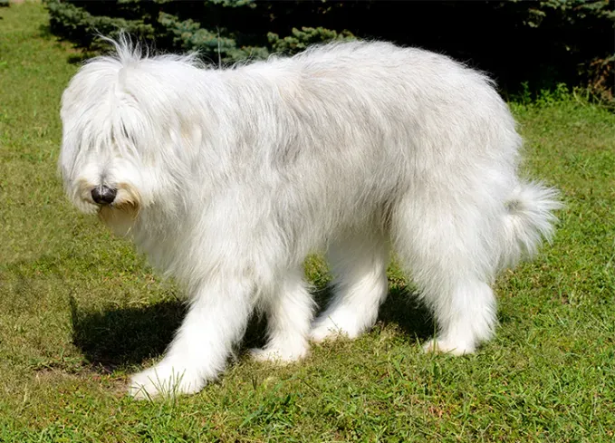 russian dog breeds south russian ovcharka' fetchpriority='auto' title='15 Russian Dog Breeds That Will Have You Booking a Flight to Siberia