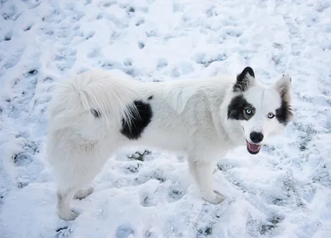 russian dog breeds yakutian laika' fetchpriority='auto' title='15 Russian Dog Breeds That Will Have You Booking a Flight to Siberia