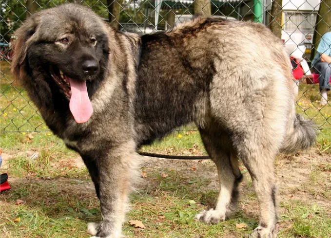russian dog breeds caucasian shepherd' fetchpriority='auto' title='15 Russian Dog Breeds That Will Have You Booking a Flight to Siberia