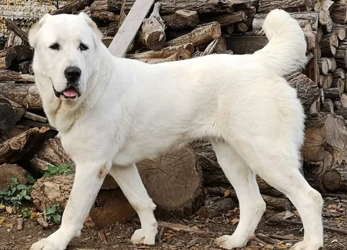 russian dog breeds central asian shepherd' fetchpriority='auto' title='15 Russian Dog Breeds That Will Have You Booking a Flight to Siberia
