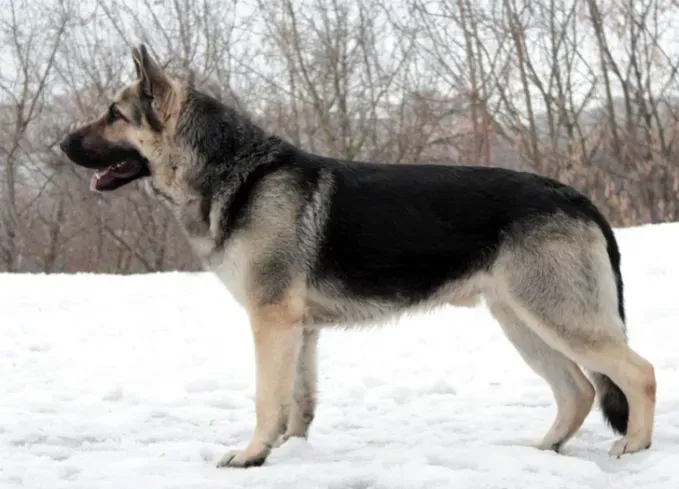 russian dog breeds east european shepherd' fetchpriority='auto' title='15 Russian Dog Breeds That Will Have You Booking a Flight to Siberia