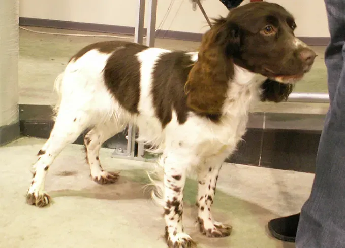 russian dog breeds russian spaniel' fetchpriority='auto' title='15 Russian Dog Breeds That Will Have You Booking a Flight to Siberia