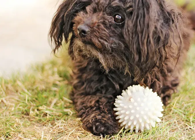 russian dog breeds russian tsvetnaya bolonka' fetchpriority='auto' title='15 Russian Dog Breeds That Will Have You Booking a Flight to Siberia