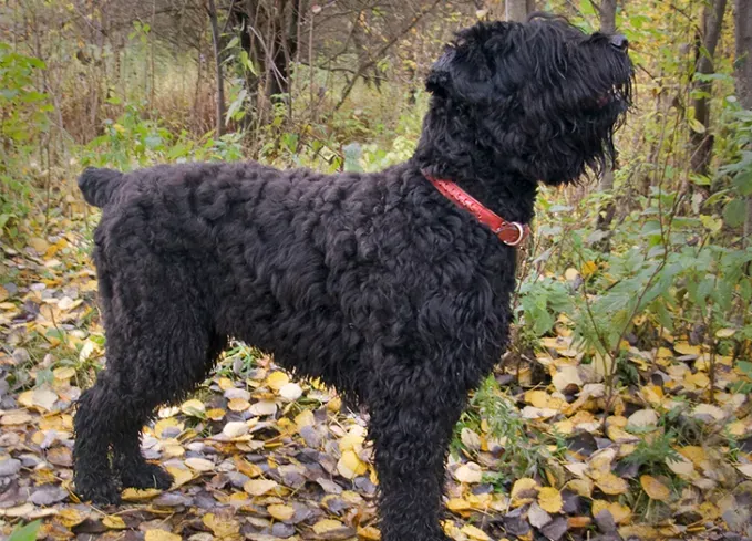 15 Russische Hunderassen, bei denen Sie einen Flug nach Sibirien buchen werden