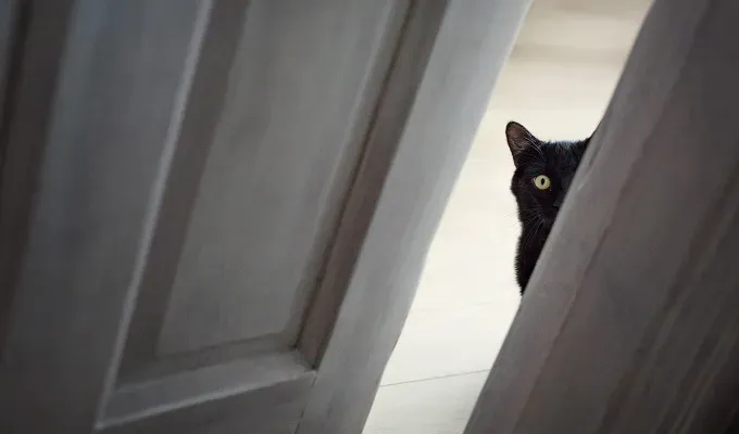A cat hides behind a door' fetchpriority='auto' title='How Many Cats Is Too Many? Tips for Happy Multi-Cat Homes
