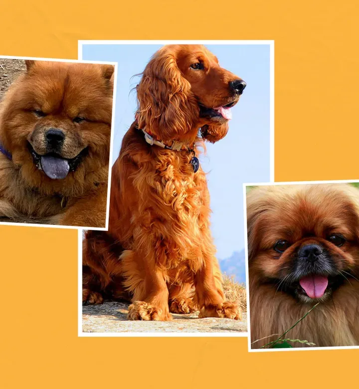 10 narancssárga kutyafajtás, hogy ragyogjon a napod